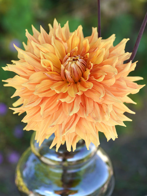 Dahlia Big Brother bestellen