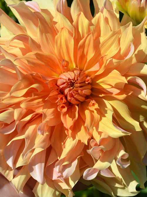 Dahlia bollen en knollen Big Brother