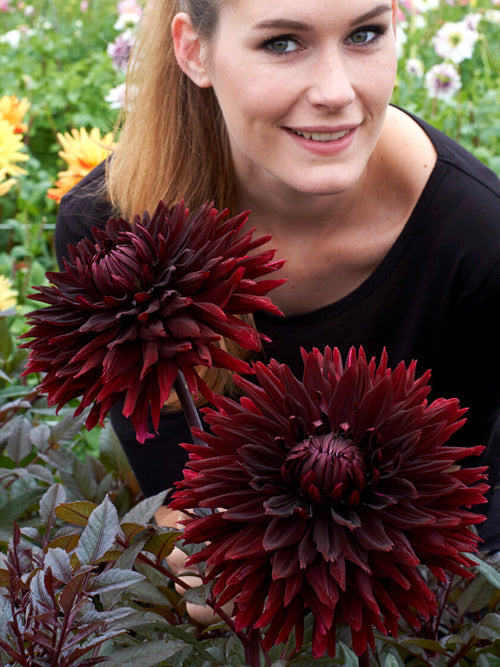 Koop Dahlia Black Jack
