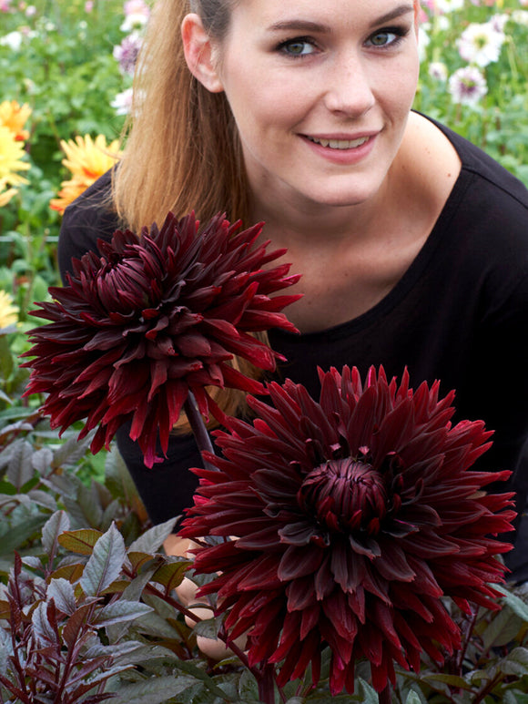 Koop Dahlia Black Jack