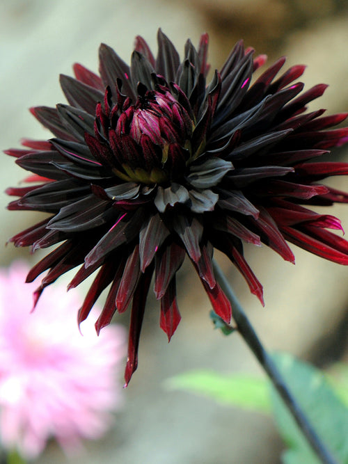 Koop Dahlia Black Jack