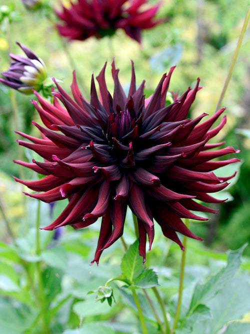 Dahlia Black Narcissus