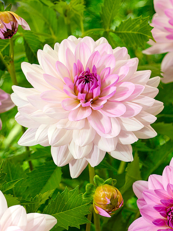 Dahlia Blush Mirage