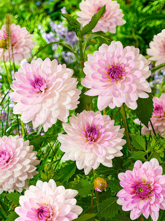 Dahlia Blush Mirage Dahliaknollen