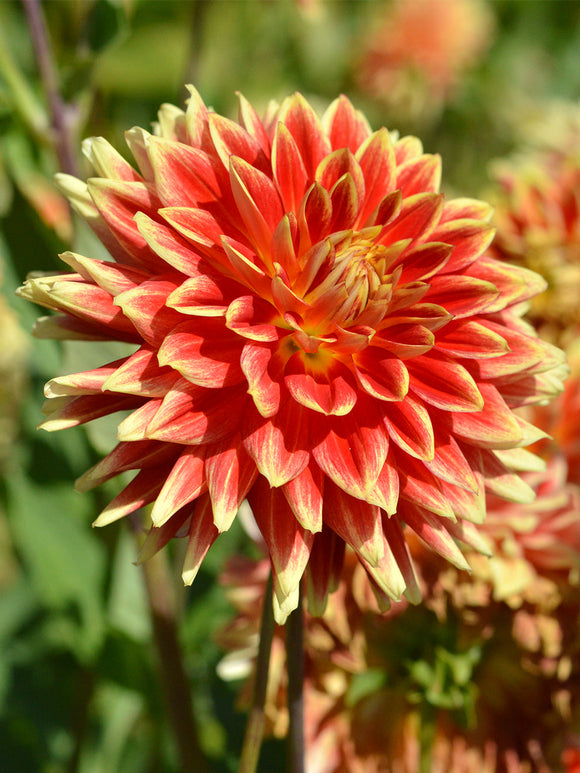 Dahlia Bodacious - Dahliaknollen bestellen