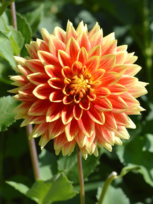 Dahlia Bodacious