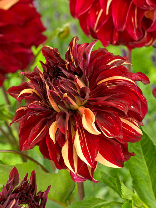Koop Dahlia Bohemian Spartacus knollen