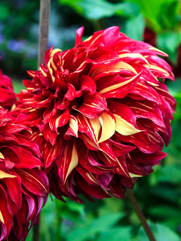 Koop Dahlia Bohemian Spartacus knollen