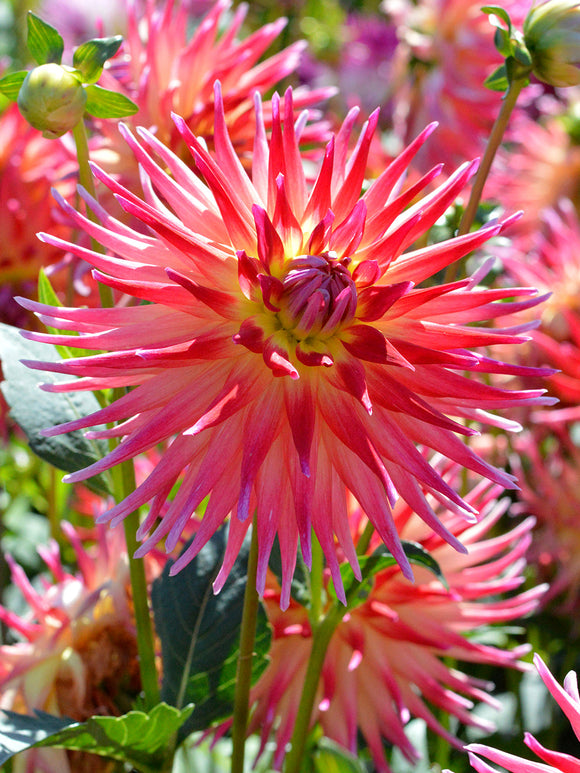 Dahlia Bora Bora dahliaknollen