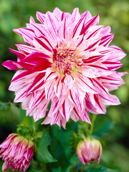Dahliaknollen bestellen Bristol Stripe