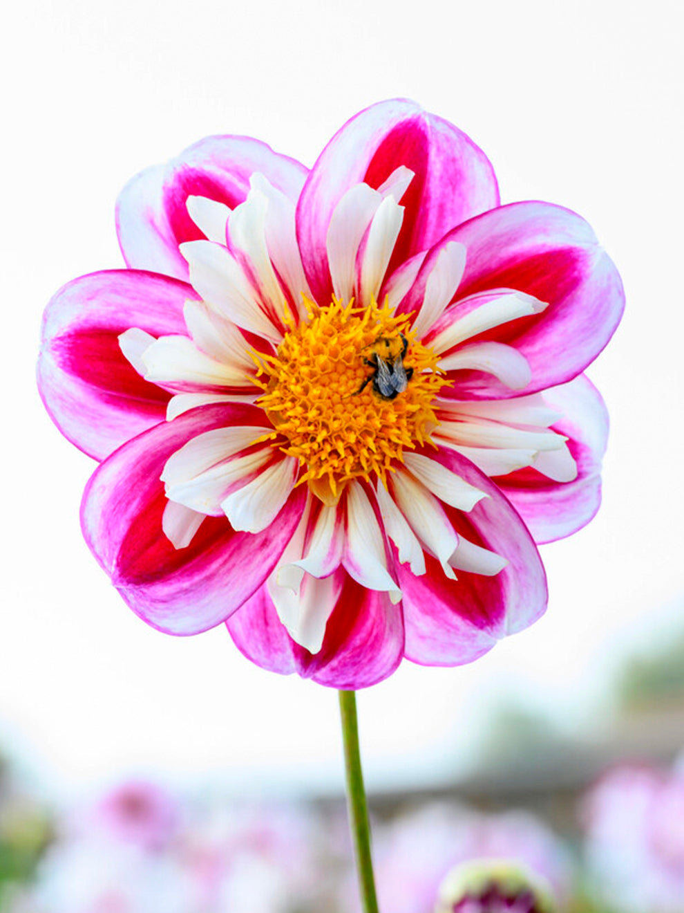 Dahlia Bumble Rumble - Dahliaknollen Bestellen