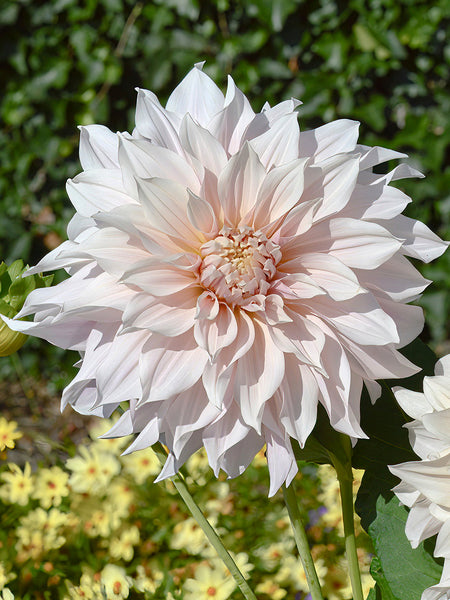 Dahlia 'Café au Lait' - Dahliaknollen Bestellen | DutchGrown™