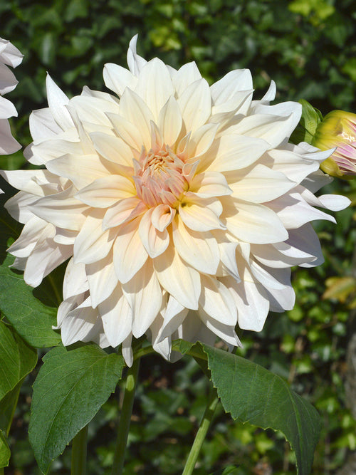 Dahlias bestellen Cafe au Lait