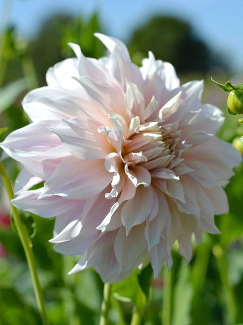 Dahlia Cafe au Lait - Dahliaknollen