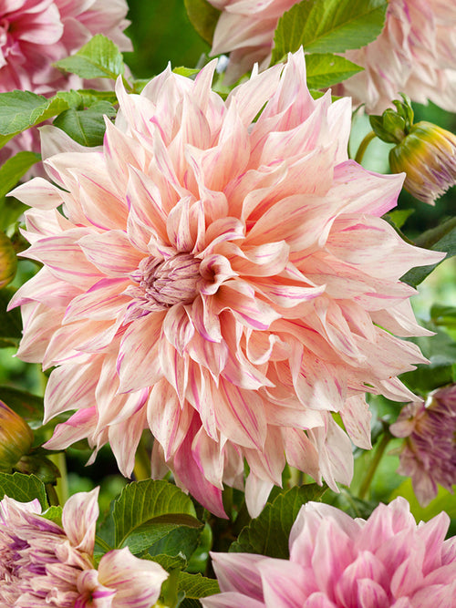 Dahliaknollen bestellen Cafe au Lait Twist