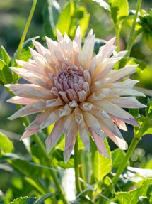 Dahlia Café de Paris