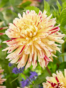 Dahlia Cambridge