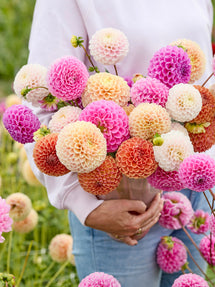 Dahlia Candy Ball Collection