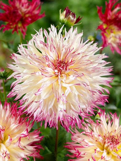 Koop Dahlia Caproz Josephine