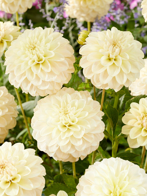 Dahlia Caramel Antique dahliaknollen