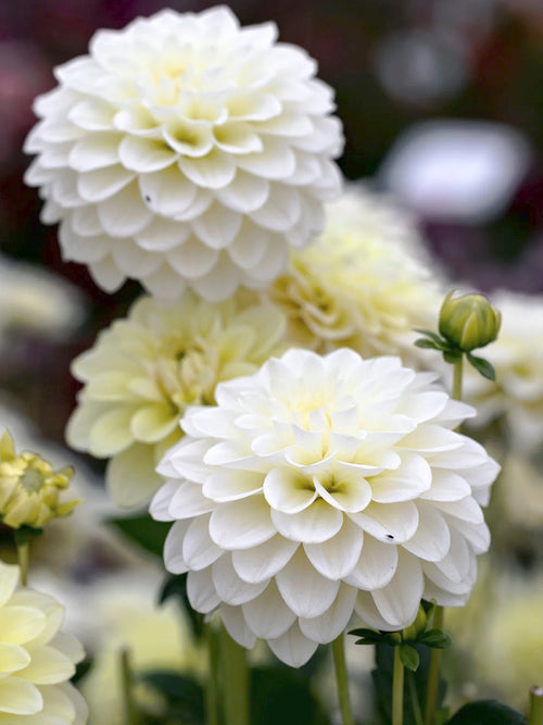 Dahlia Caramel Antique bestellen