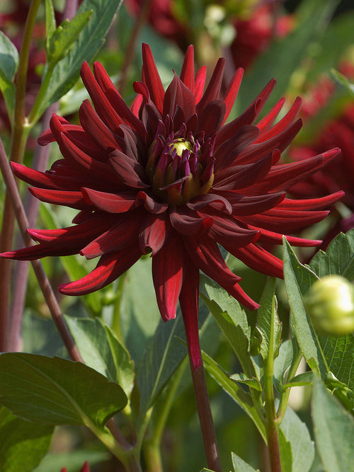 Koop Dahlia Chat