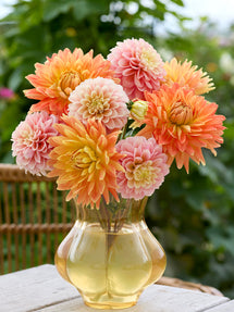 Dahlia Coral Whisper Collectie