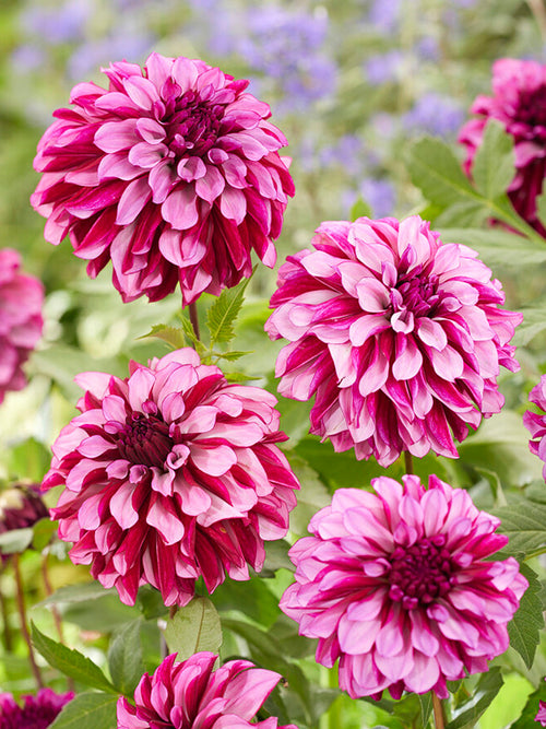 Dahliaknollen Cranberry Classic
