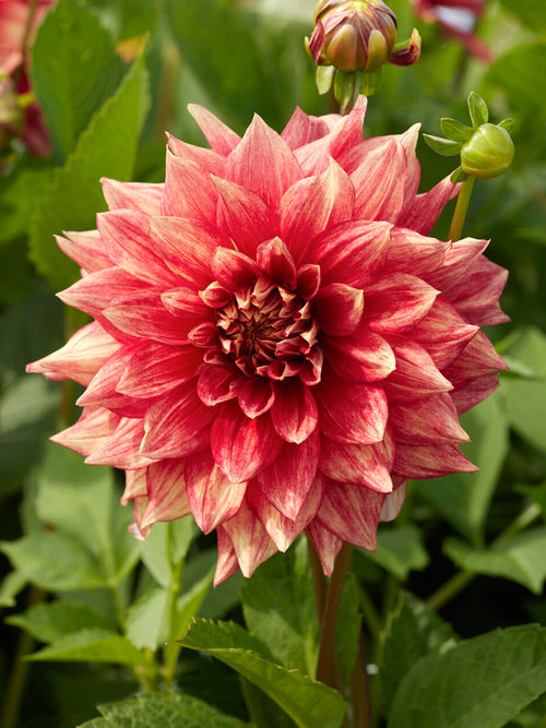 Koop Dahlia Dazzling Magic