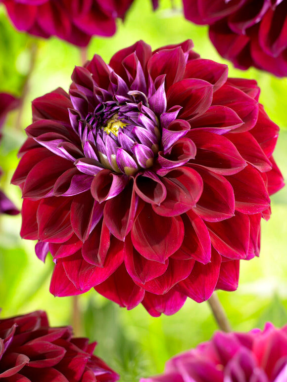 Dieprode Dahlia Diva als opvallende snijbloem