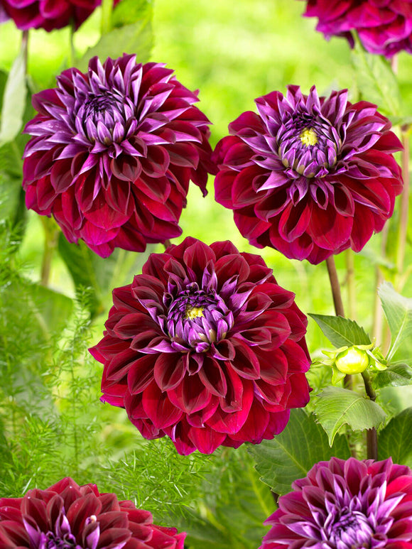 Dahlia Diva met diepwijnrode decoratieve bloemen in volle bloei