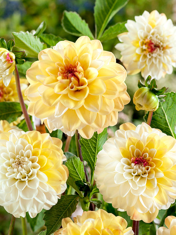 Dahlia Double Jill met ronde gevulde bloemen in volle bloei