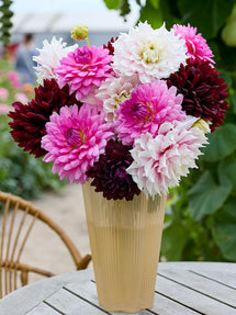 Dahlia Dramatic Grace Collectie