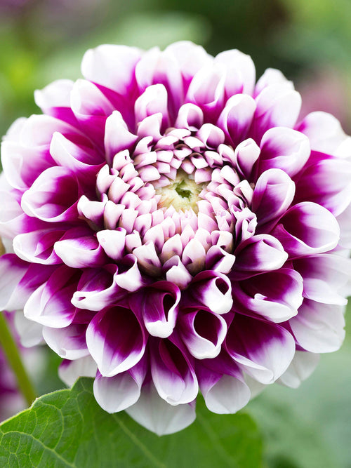 Dahlia Edinburgh knollen bestellen