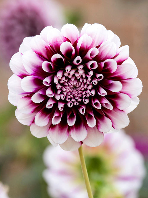  Dahlia Edinburgh bollen en knollen