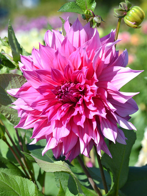 Dahlia Emory Paul knollen