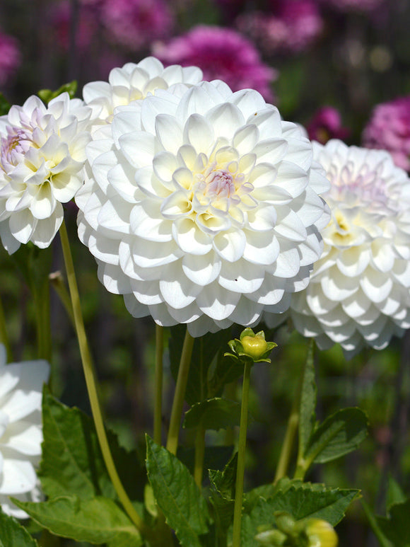 Dahlia Eveline bestellen