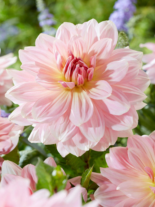 Dahlia Fairway Pilot met zachtroze gevulde bloemen en geel hart