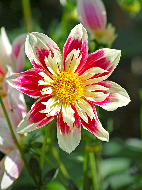Dahlia Fashion Monger dahlia's knollen