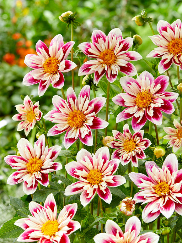 Dahlia Fashion Monger dahliaknollen kopen