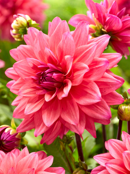 Dahlia Feline Yvonne bestellen