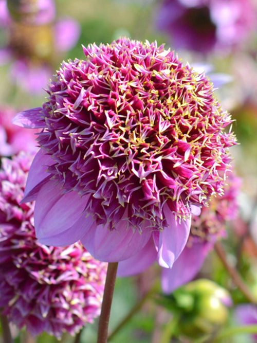 Koop Dahlia Fenna Baaij