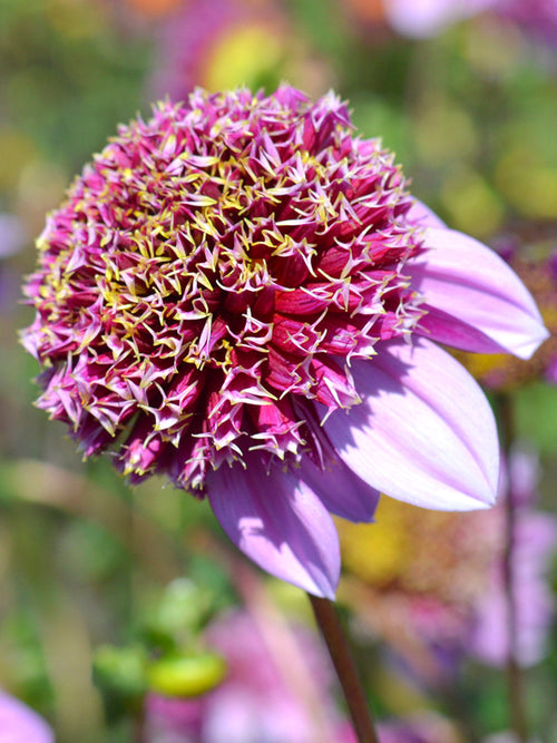 Dahlia Fenna Baaij online bestellen