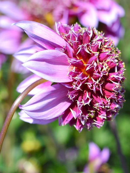 Dahlias Fenna Baaij bestellen