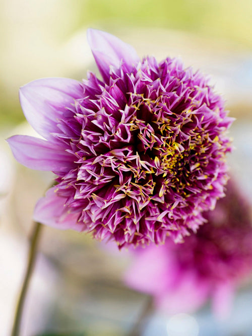 Dahlias Fenna Baaij bestellen online