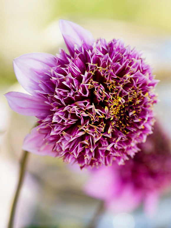 Dahlias Fenna Baaij bestellen online