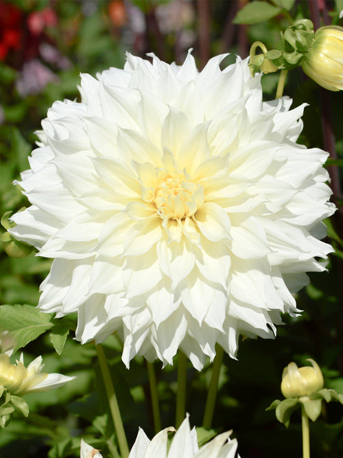 Witte Dahlia Fleurel