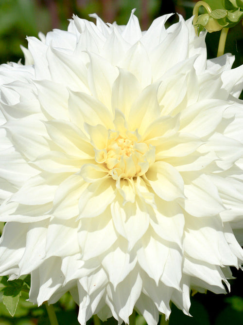 Dahlias Fleurel - Witte Dahlias