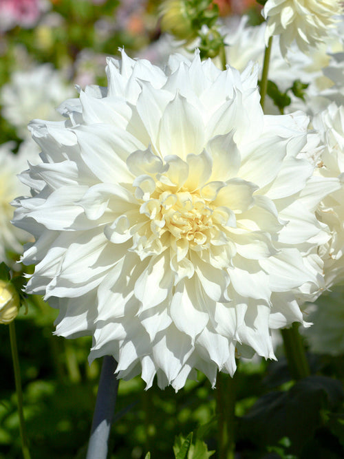 Dahlia Fleurel bestellen in Nederland