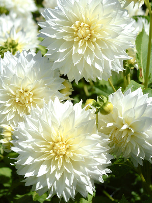 Witte Dahlia Fleurel bestellen